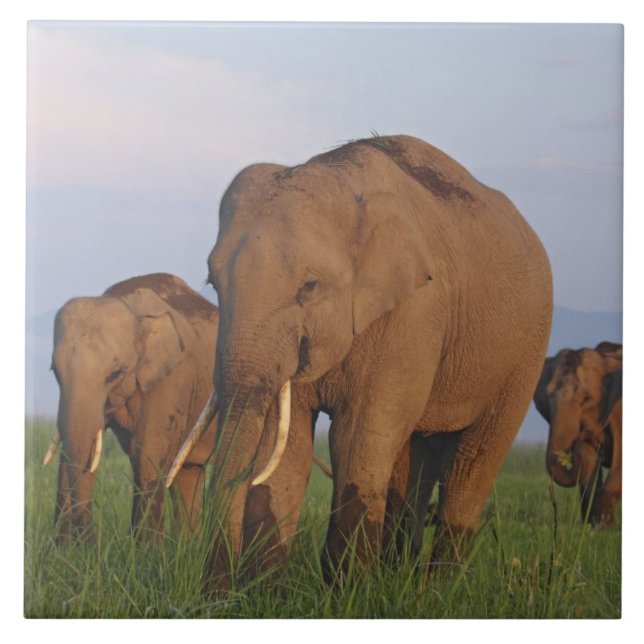 Carreau Éléphants indiens dans la prairie (Devant)