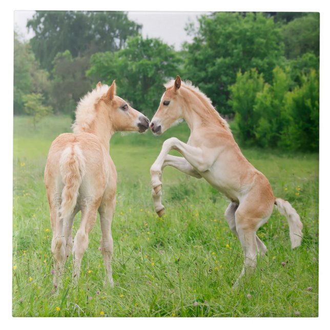 Carreau Élevage mignon de poulains de chevaux de Haflinger (Devant)