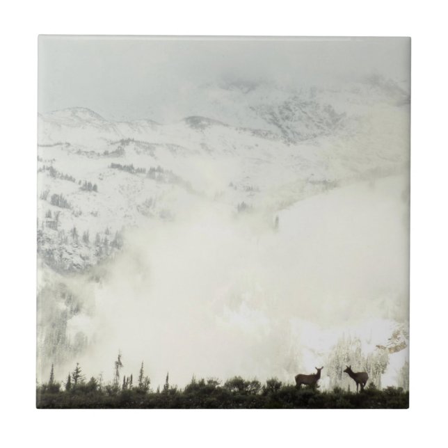 Carreau Elk at Grand Teton National Park Photographie (Devant)