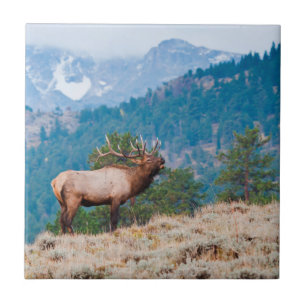 Carreau Elk (Cervus Elephus) Bulle