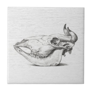 Carreau en céramique avec croquis de crâne de vach