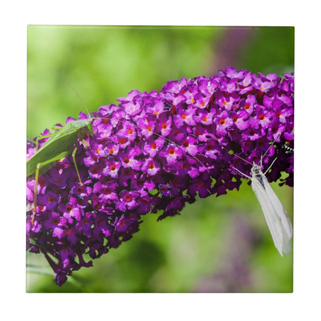 Carreau énergie katydone (Devant)