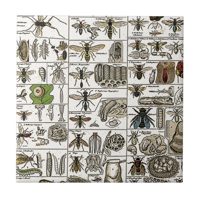 Carreau Entomologie vintage (Devant)