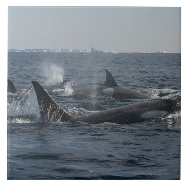 Carreau épaulard (Devant)