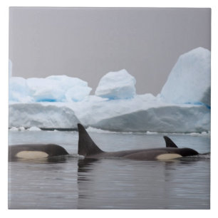 Carreau épaulards (orques), Orcinus orca, groupe