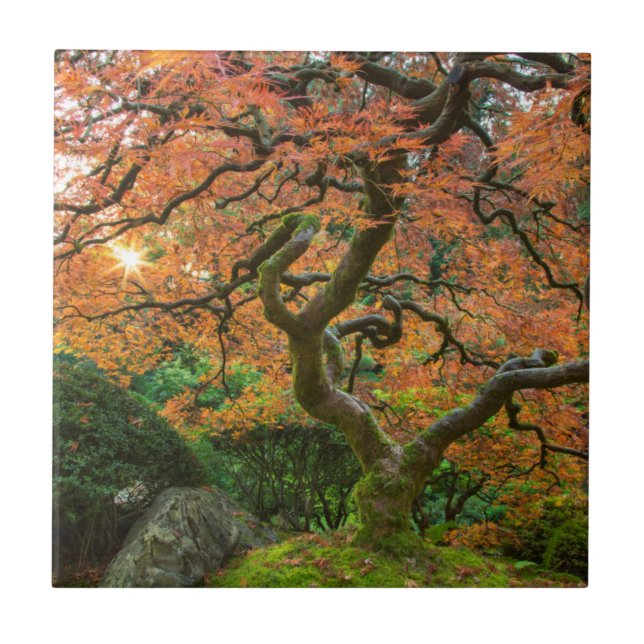 Carreau Érable dans les jardins japonais en automne (Devant)