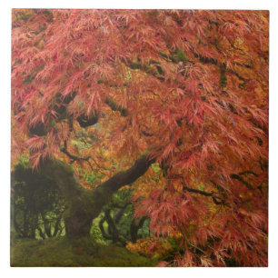 Carreau Érable japonais en couleur d'automne