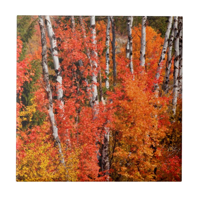 Carreau Érable Rouge (Acer Rubra) Et Aspens (Devant)