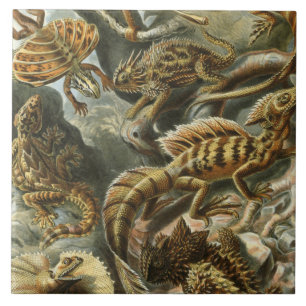 Carreau Ernst Haeckel, ancienne illustration de mode Lacer