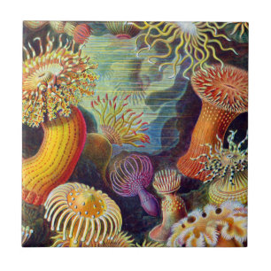 Carreau Ernst Haeckel Sea Anemones Marine : Actiniae