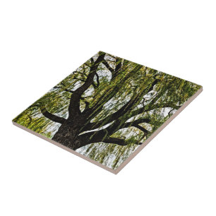 Carreau espoir du printemps muet