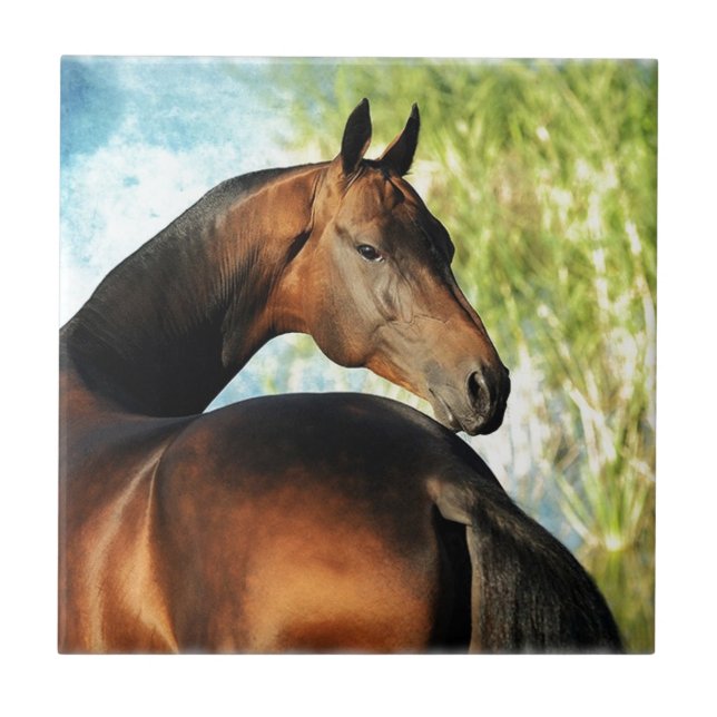 Carreau étalon d'Akhal-teke (Devant)