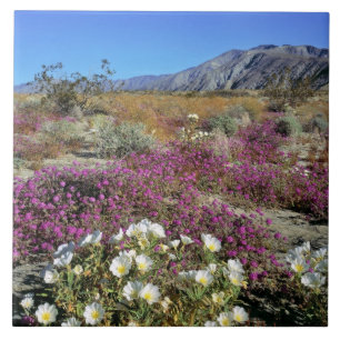 Carreau États-Unis, Californie, Anza-Borrego DSP. Soirée s