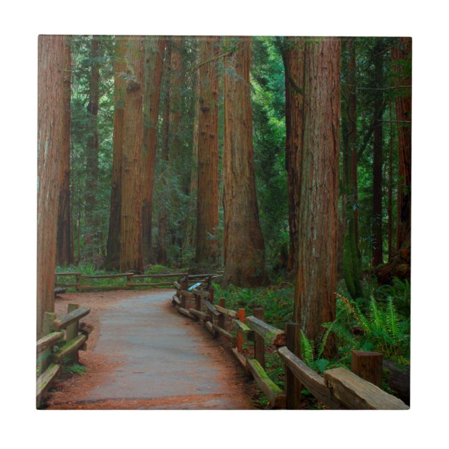 Carreau États-Unis, Californie. Chemin d'accès parmi les s (Devant)