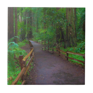 Carreau États-Unis, Californie. Chemin parmi les séquoias