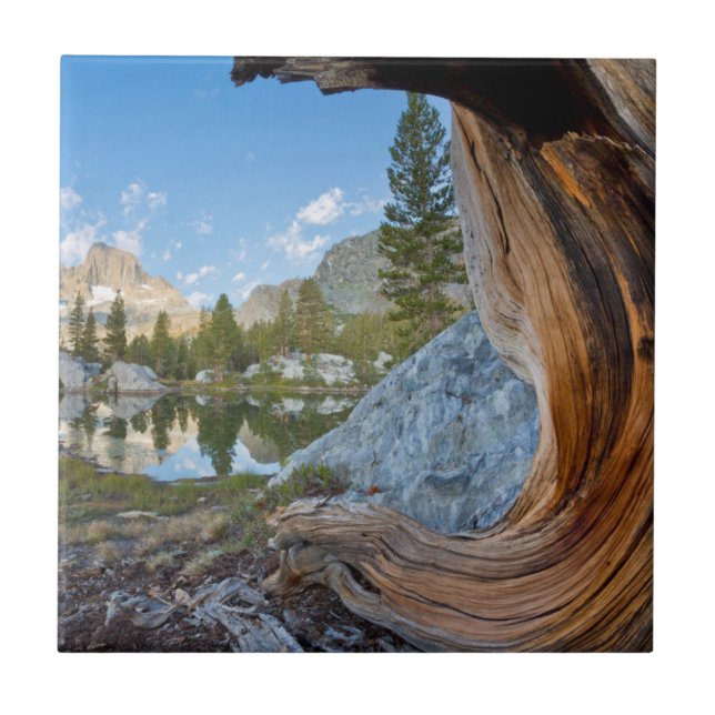 Carreau États-Unis, Californie, Forêt nationale d'Inyo. Vi (Devant)