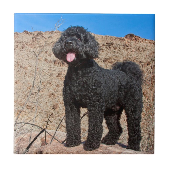 Carreau États-Unis, Californie. Labradoodle (Devant)