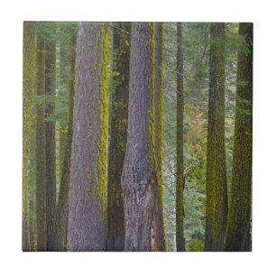 Carreau États-Unis, Californie. Troncs d'arbres couverts d