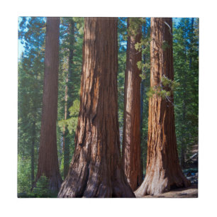 Carreau États-Unis, Californie. Troncs de séquoia, Maripos