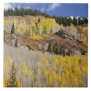 Carreau États-Unis, Colorado, Forêt nationale de Gunnison,