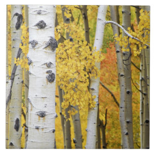 Carreau États-Unis, Colorado, Montagnes Rocheuses. Trembl