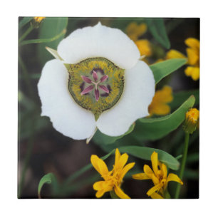 Carreau États-Unis, Colorado. Tulipe Mariposa
