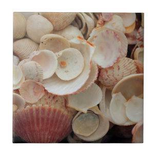 Carreau États-Unis, Floride. Fermeture Des Coques Sur Père