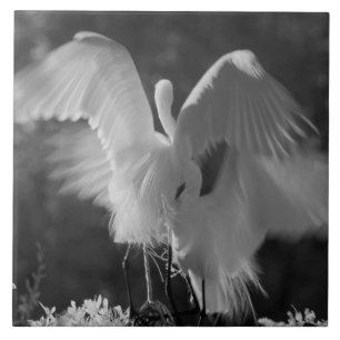 Carreau États-Unis, Floride, Grande Aigrette (Ardea alba)
