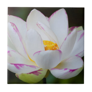 Carreau États-Unis, Géorgie, Savannah, Fleur de Lotus en F