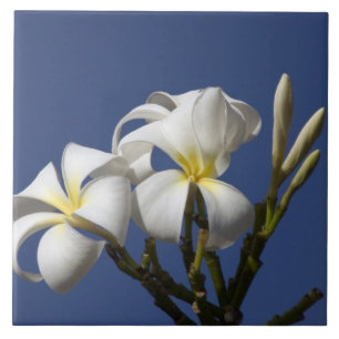 Carreau États-Unis, Hawaï, Kauai, plumeria blanc.