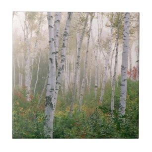 Carreau États-Unis, New Hampshire. Bouleaux dans le brouil