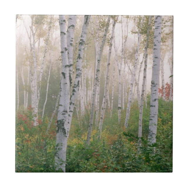 Carreau États-Unis, New Hampshire. Bouleaux dans le brouil (Devant)