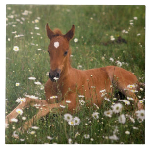 Carreau États-Unis, Oregon, Poney arabe.
