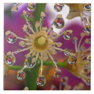 Carreau États-Unis, Oregon, Portland. Les fleurs de Cosmo