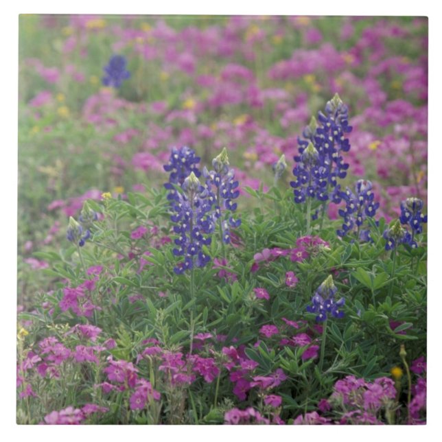 Carreau États-Unis, Texas Hill Country. Bluebonnets au mil (Devant)