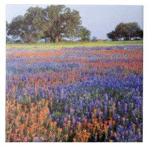 Carreau États-Unis, Texas, Llano. Bluebonnets et redbonnet