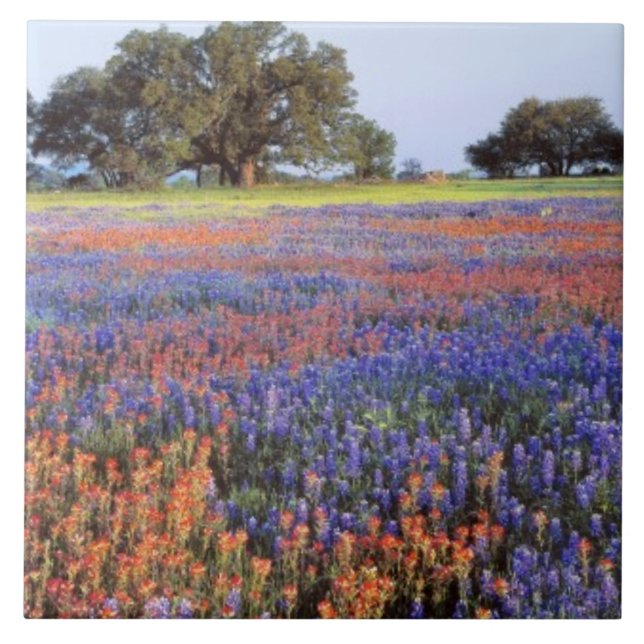 Carreau États-Unis, Texas, Llano. Bluebonnets et redbonnet (Devant)