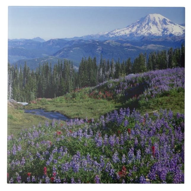 Carreau États-Unis, Washington Mt Adams Wilderness, Meadow (Devant)