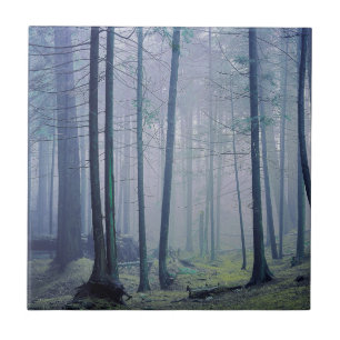 Carreau États-Unis, Washington, Orcas Island, Moran State