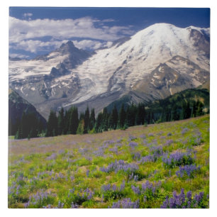 Carreau États-Unis, Washington, Parc national du Mont Rain
