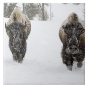 Carreau États-Unis, WY, parc national de Yellowstone, Biso