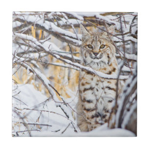 Carreau États-Unis, Wyoming, Bobcat