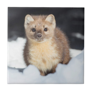 Carreau États-Unis, Wyoming, Yellowstone National Park