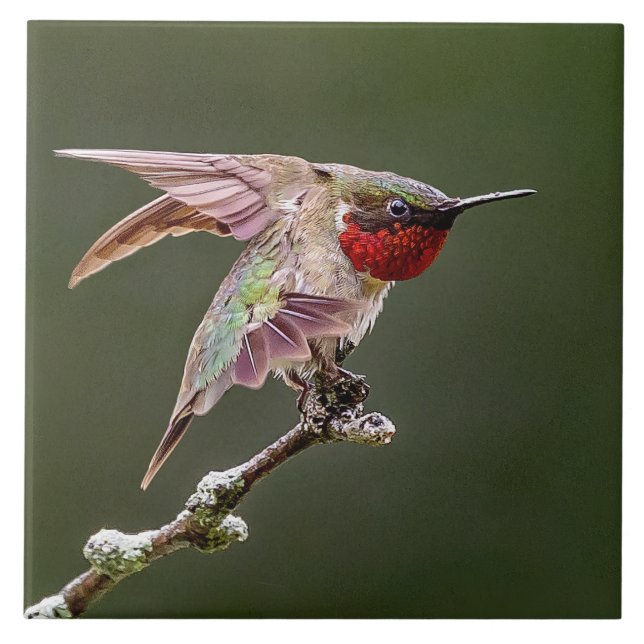 Carreau Étiquettes de colibri (Devant)