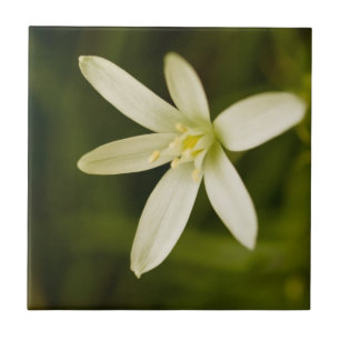 Carreau Étoile-de-Bethlehem blanc - fleur éternelle