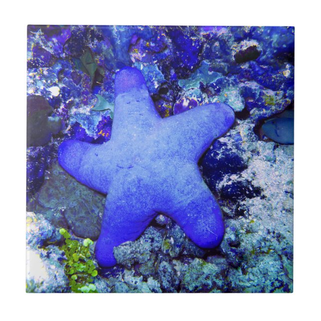 Carreau Étoiles de mer bleues tropicales se reposant sur (Devant)