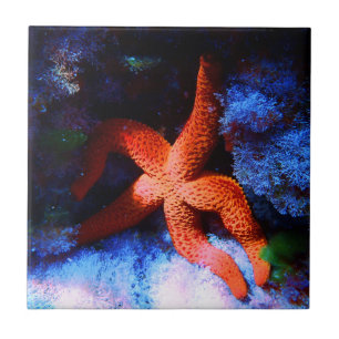 Carreau Étoiles de mer sous-marines tropicales paresseuses