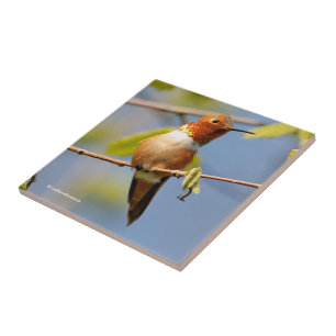 Carreau Étonnant colibri roux au soleil