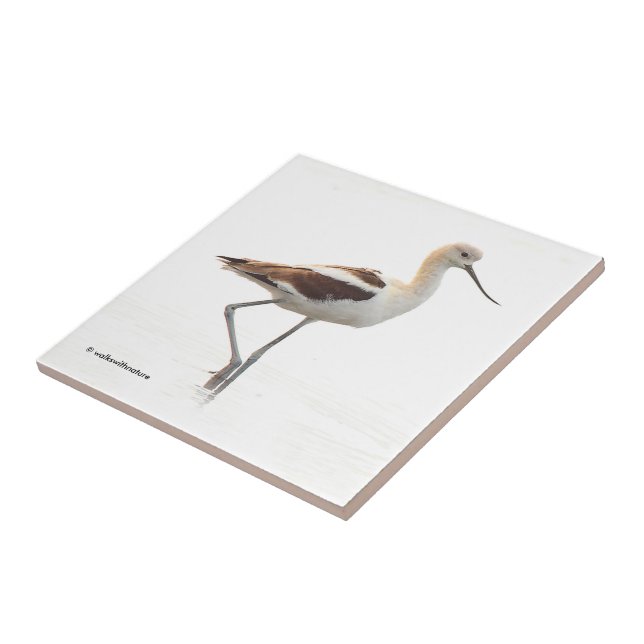 Carreau Étonnant oiseau à pattes à la plage américain Avoc (Côté)