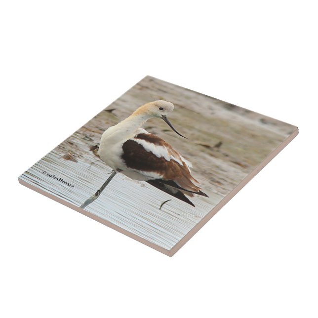 Carreau Étonnant oiseau à pattes à la plage américain Avoc (Côté)